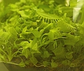Dionaea muscipula 6